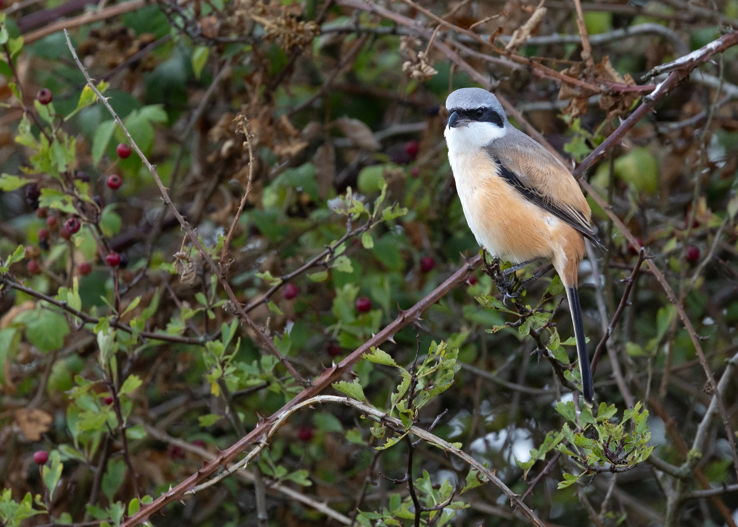  Long-tailed Shrike,  Lanius schach.  