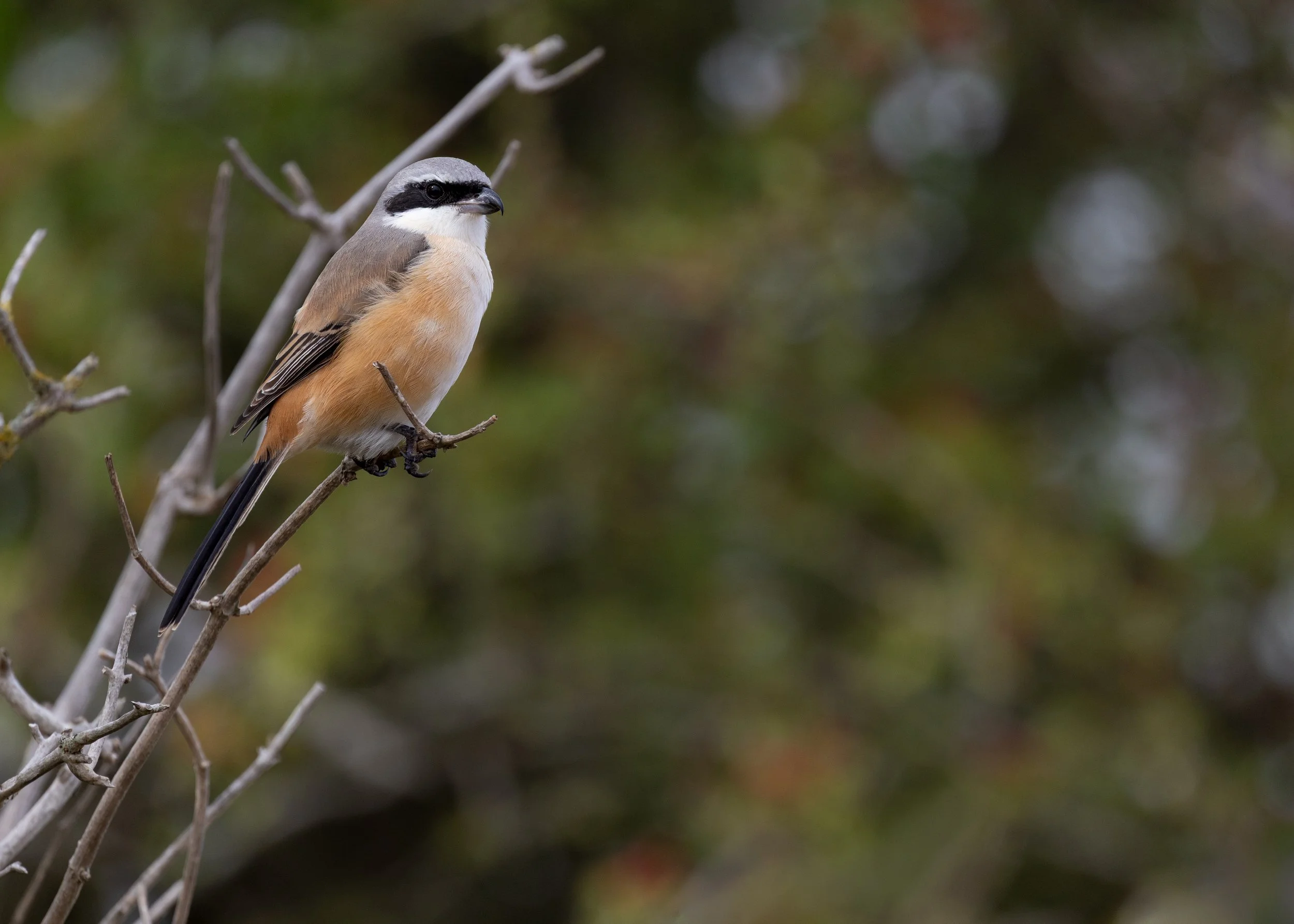  Long-tailed Shrike,  Lanius schach.  
