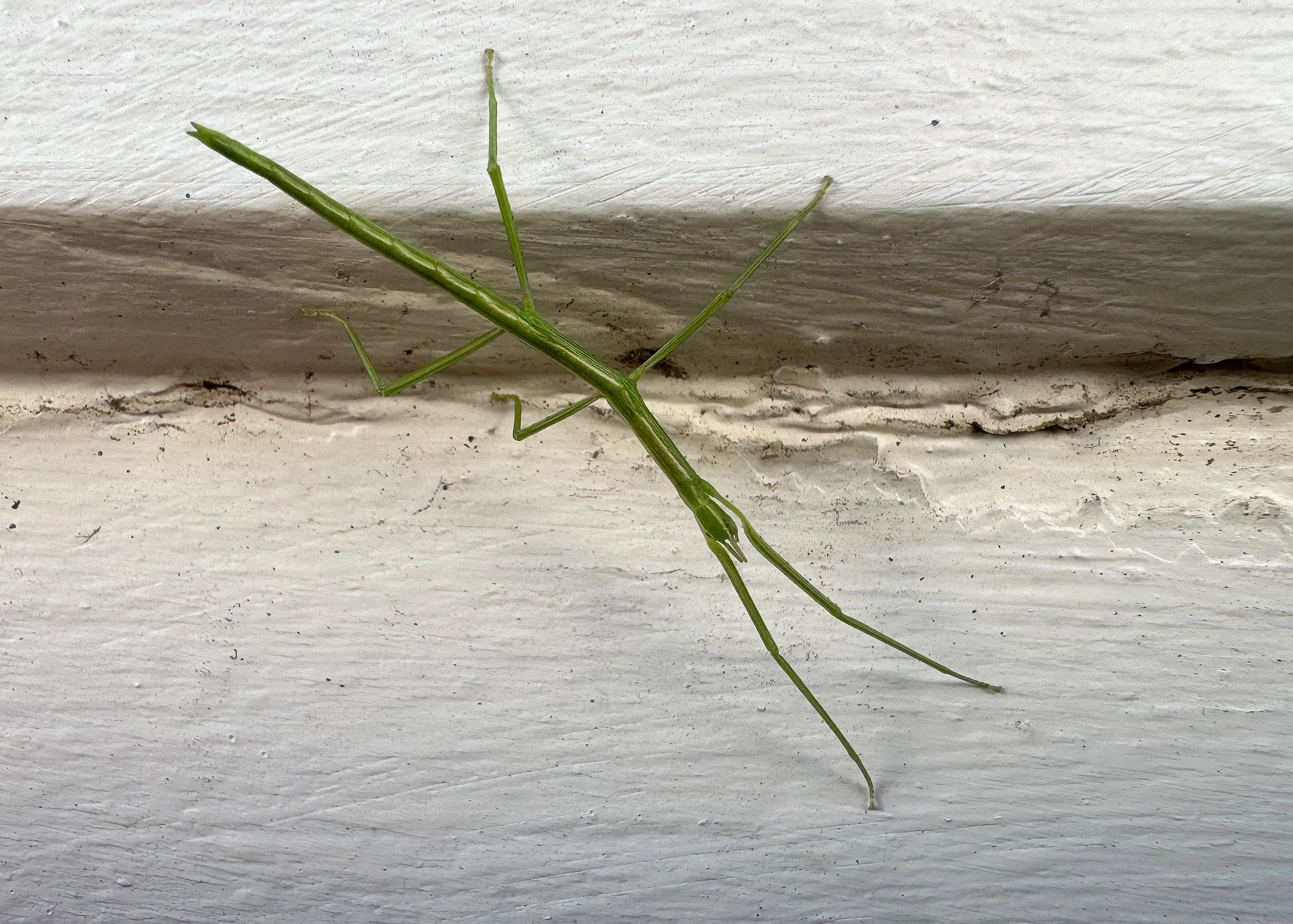  Corsican Stick-insect,  Bacillus rossius  (nymph). 