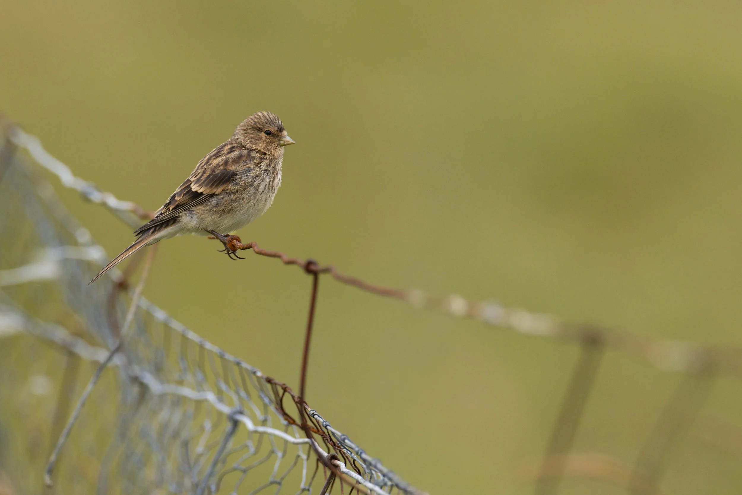 Twite (Linaria flavirostris), Shetland.