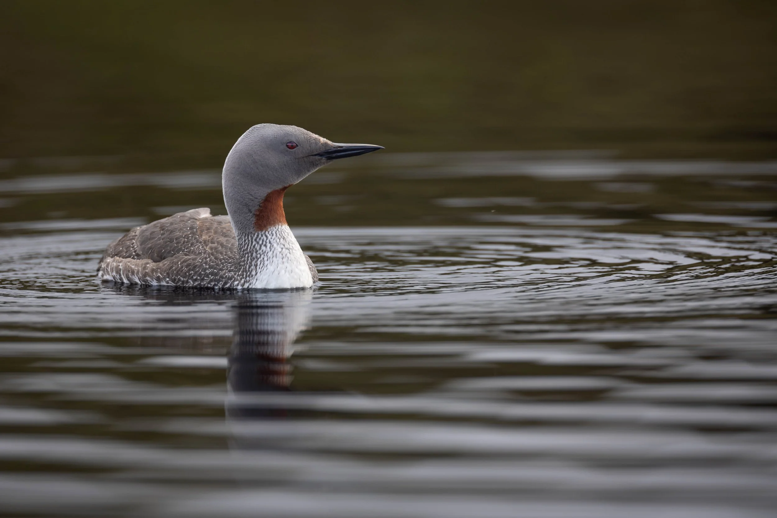 Red-throated Diver (Gavia stellata), Shetland.