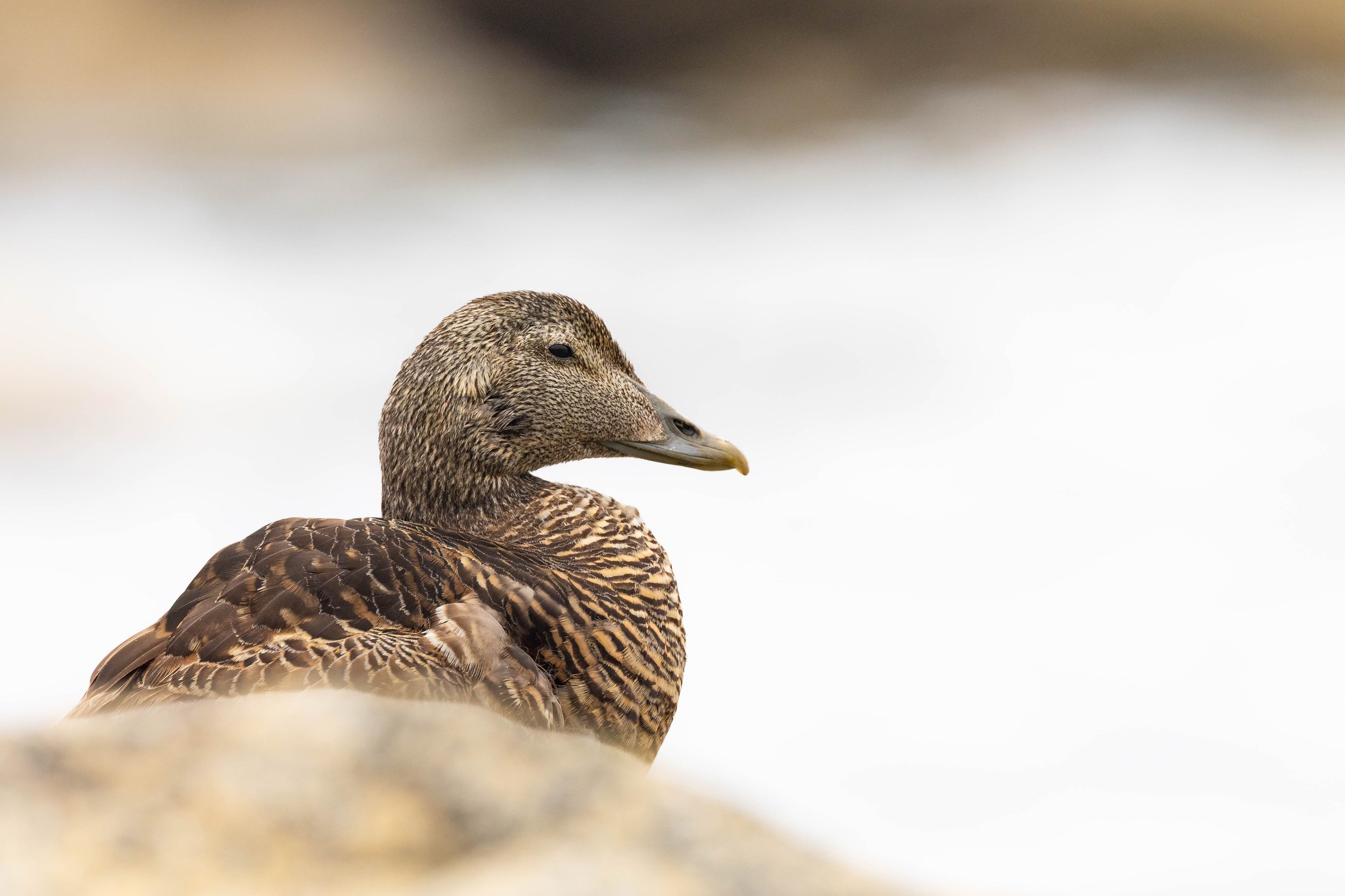 Common Eider (Somateria mollissima), Shetland.