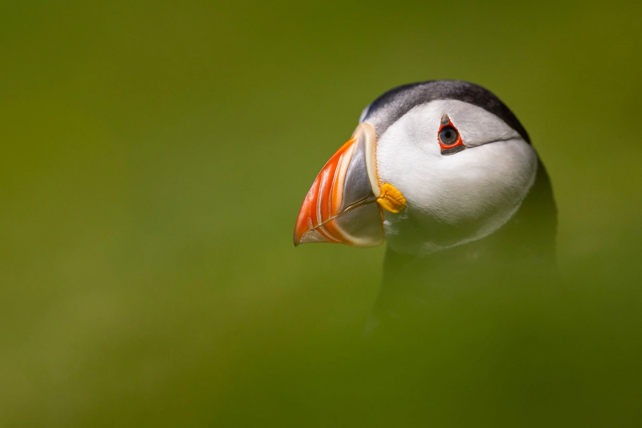 Puffin (Fratercula arctica), Shetland.