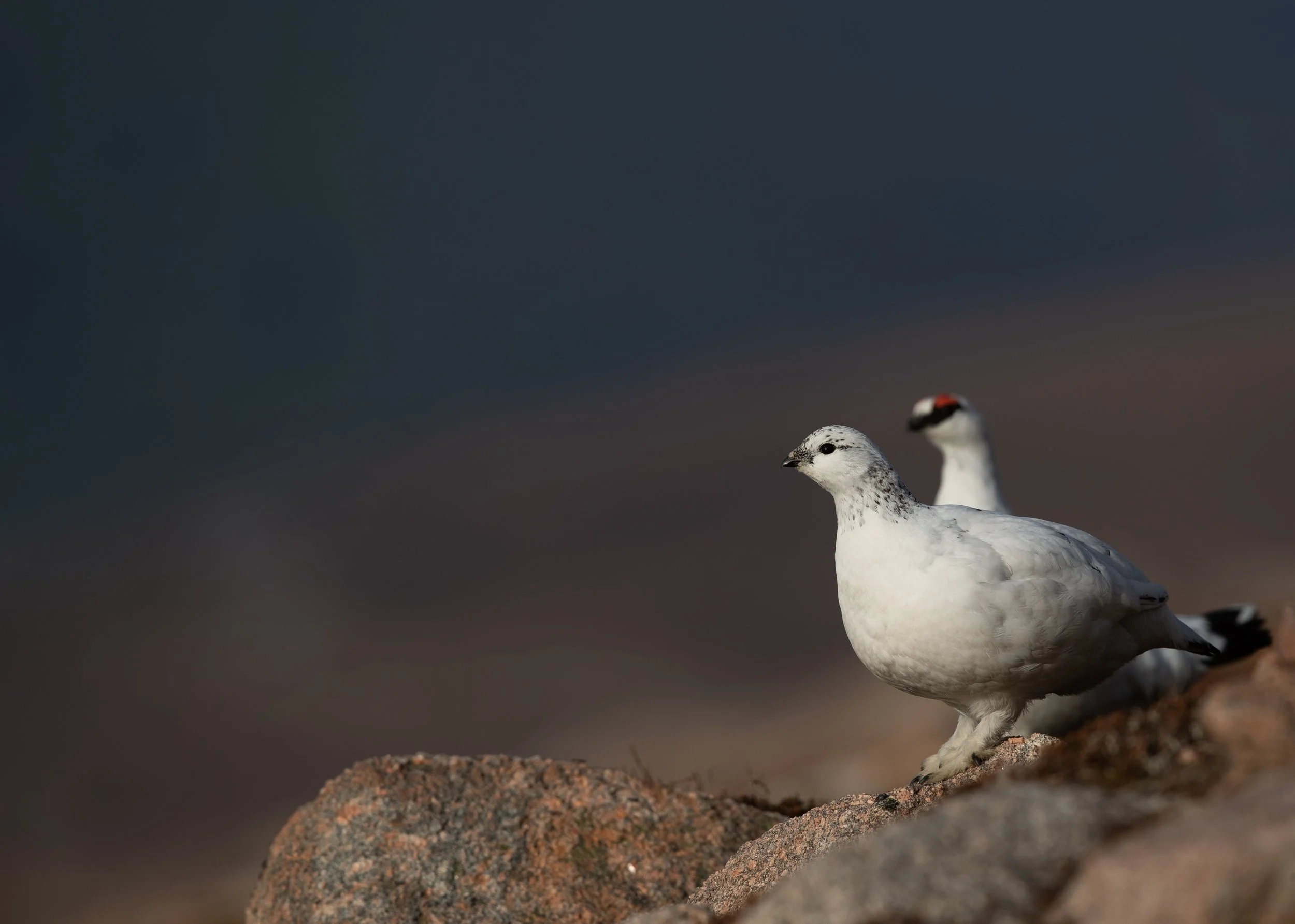 Ptarmigan (Lagopus muta), Scotland.