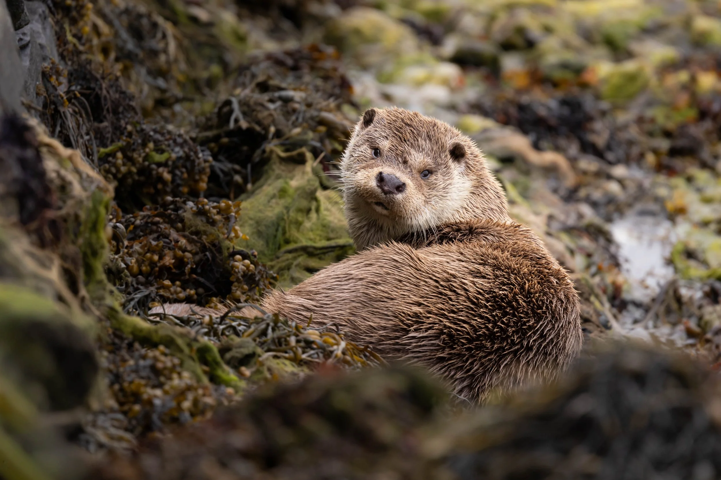 Eurasian Otter (Lutra lutra), Shetland.