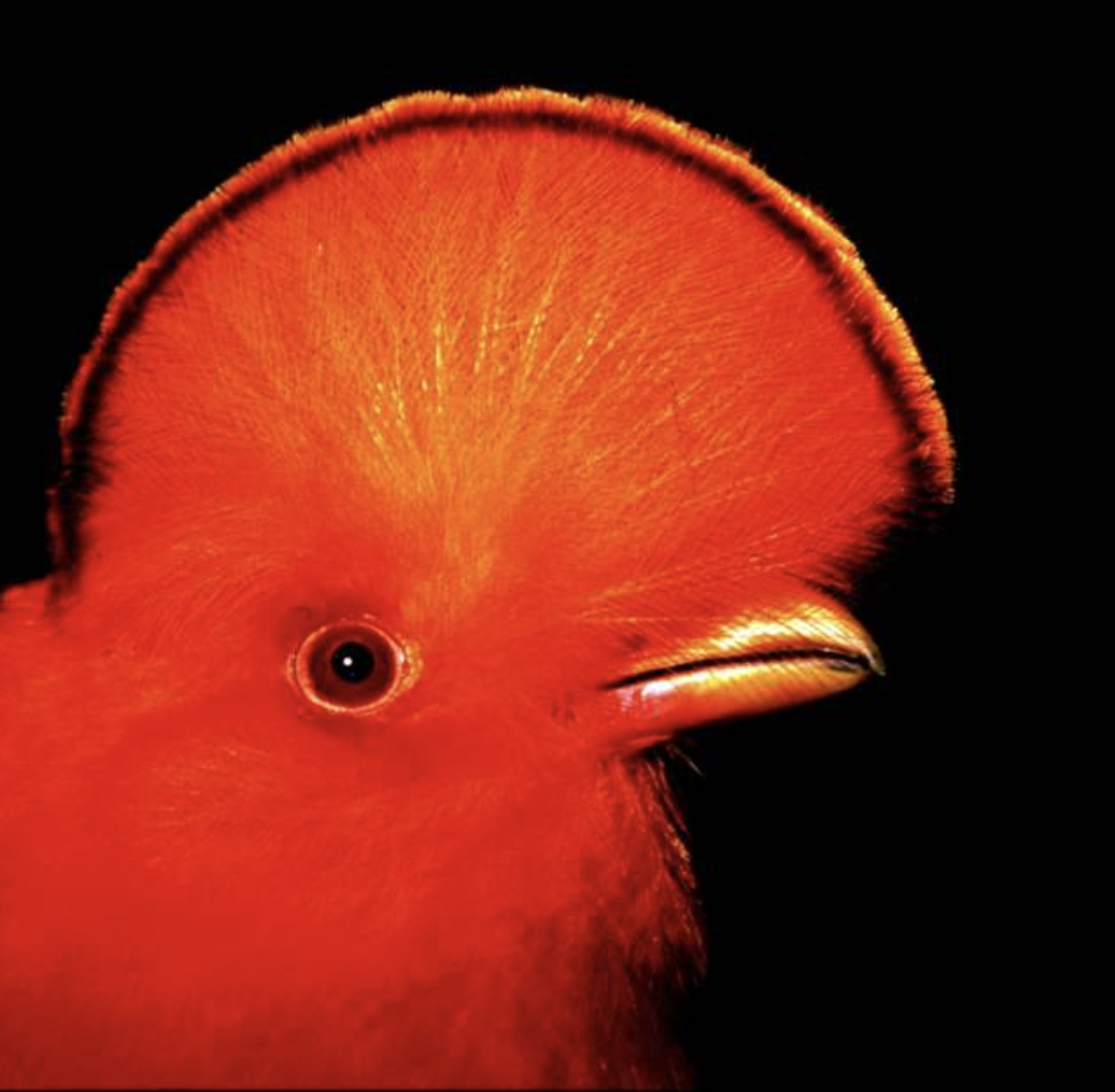 Tropical Gem for Nature Lovers by Craig Doser