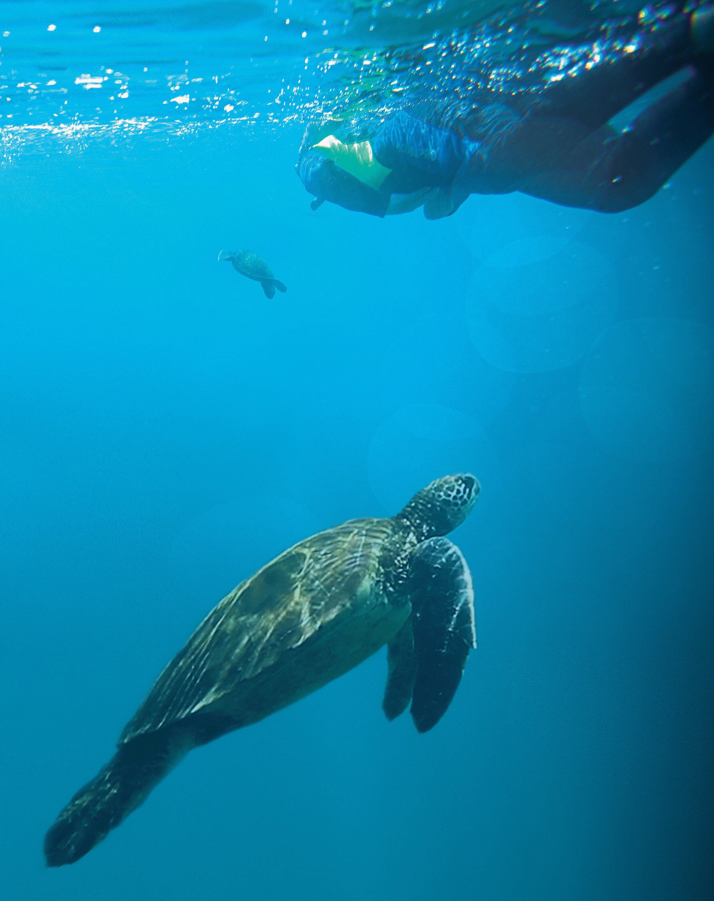 Ecuador Galapagos Snorkelling Traveller Turtle-Attit Patel 2010-1004 Composite Lg RGB.jpg