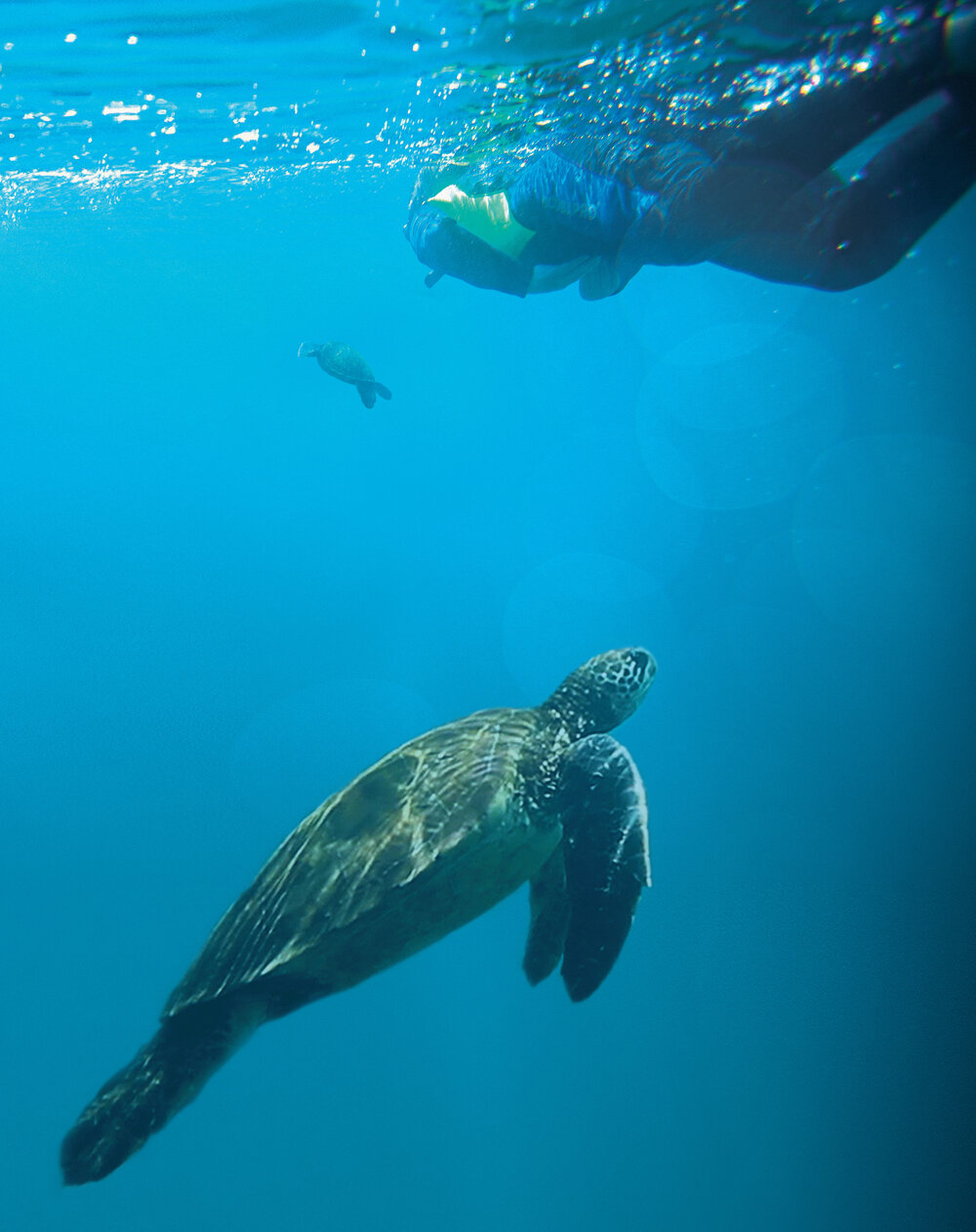 Ecuador Galapagos Snorkelling Traveller Turtle-Attit Patel 2010-1004 Composite Lg RGB.jpg