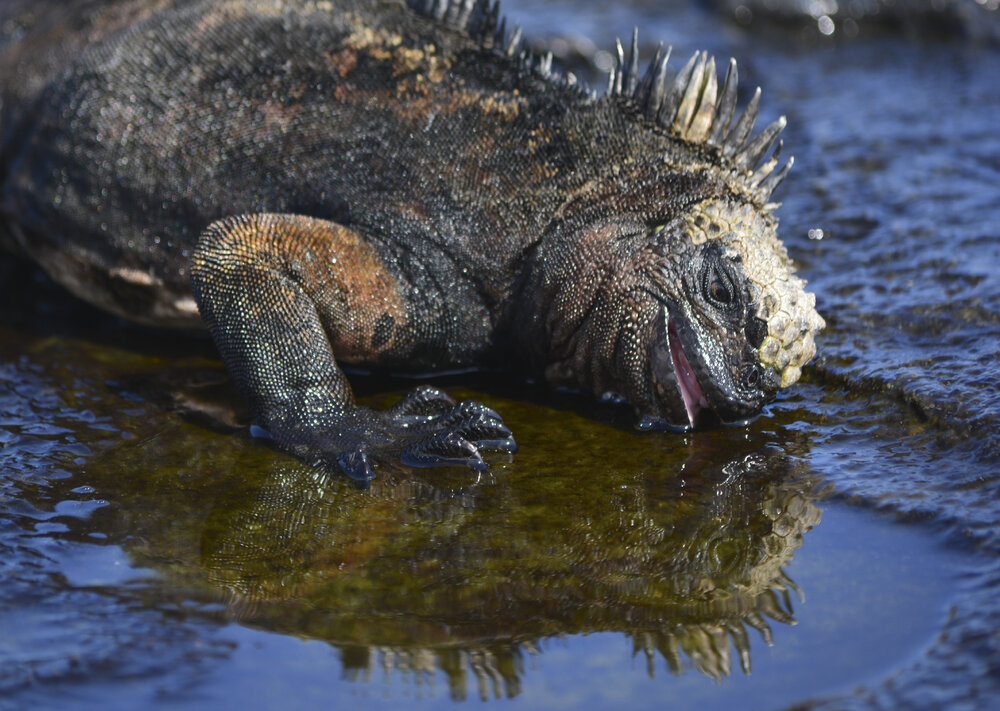 Galapagos Komodo Dragon Drinking Water-Omar Medina 2014-DSC0343 Lg RGB.jpg