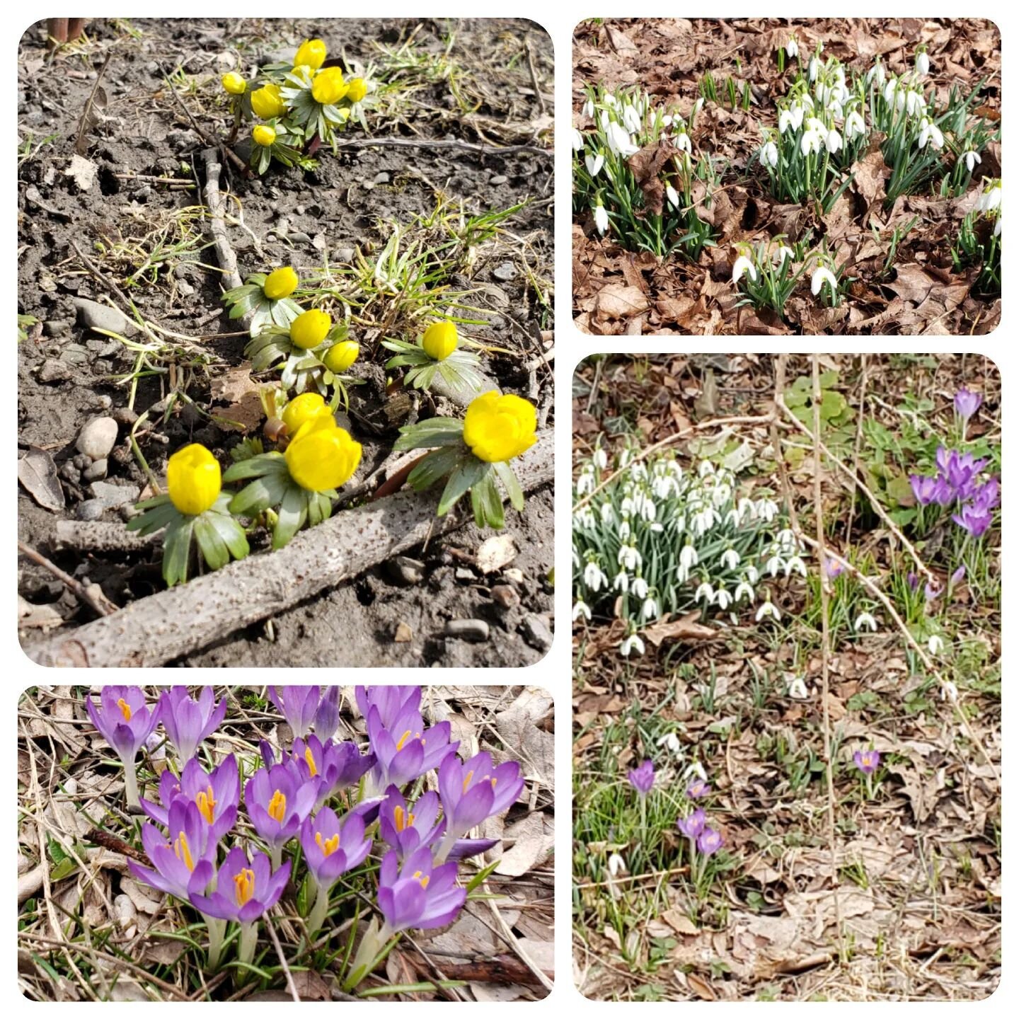 It made me so happy on my way into the office this week to see these little cuties peeking out from the ground. Reminded me to practice my #mindfulness skills! You can experience beautiful things when you focus on what you can notice what in front of