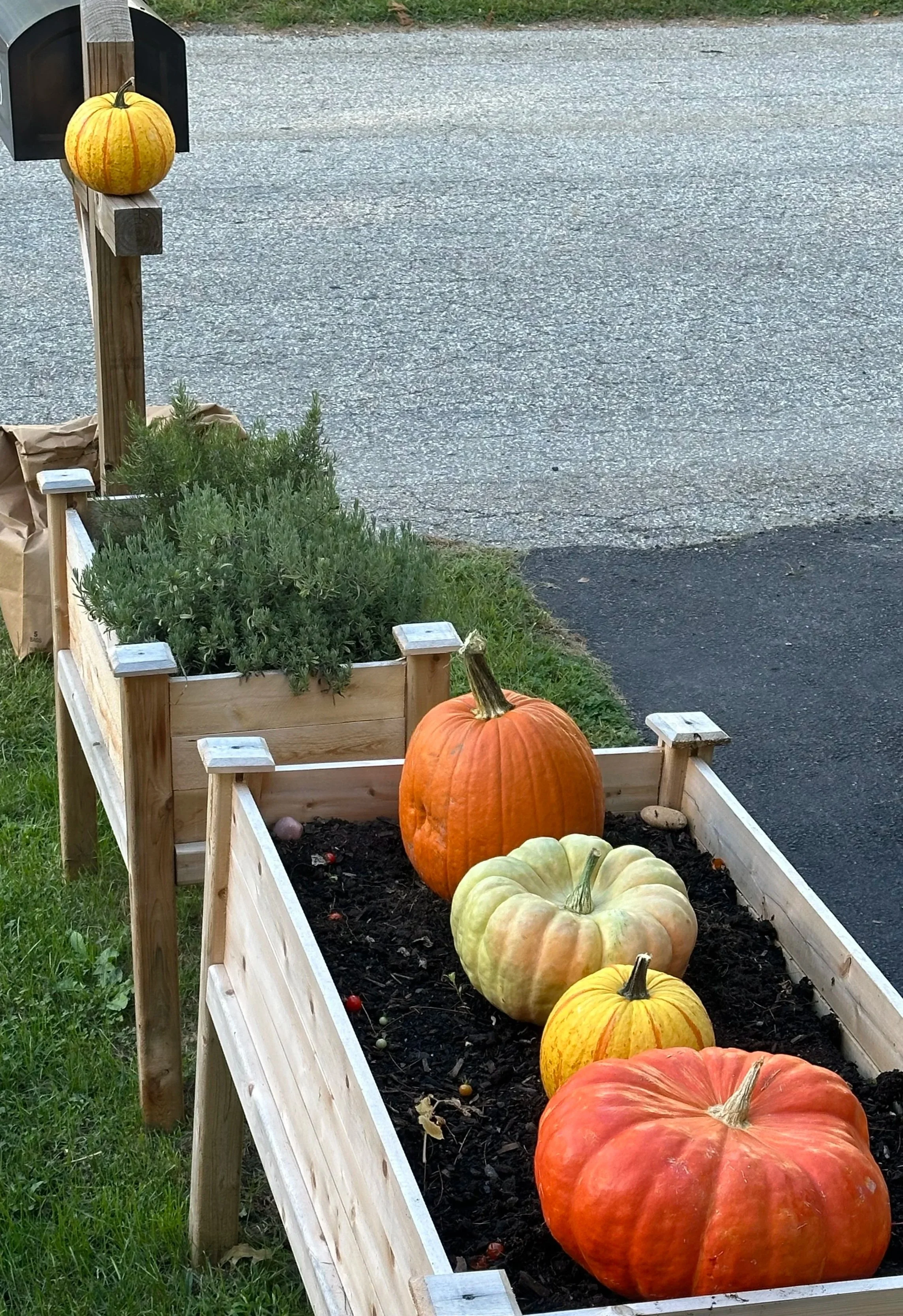 Heirloom, carving, and candy corn pumpkins take center stage.