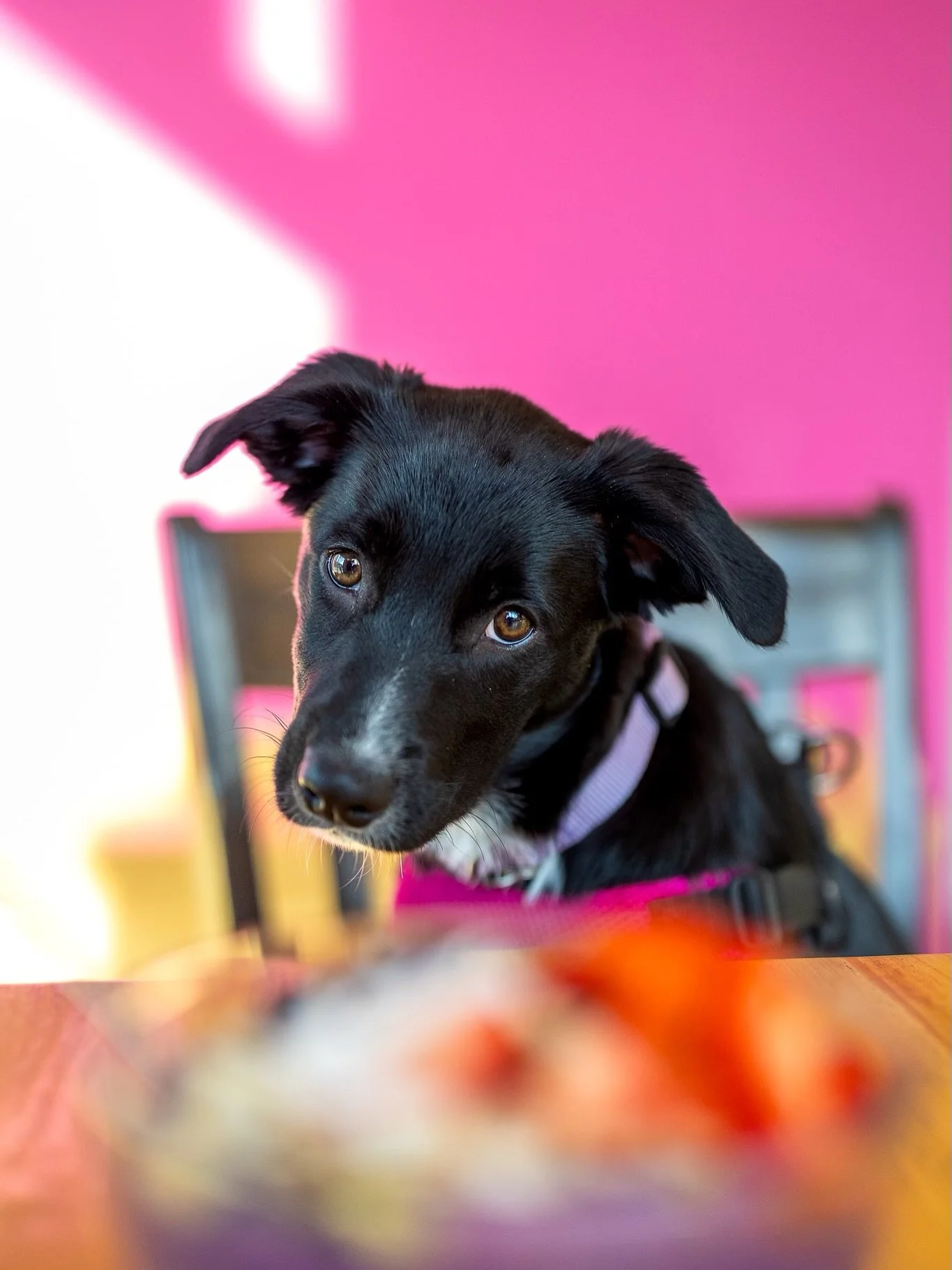 Puppies love #acaibowls just as much as we do 💜💗💙
Dog 🐶 lovers out there comment below if your dog likes acai? 
#puppy #smoothiebowls #smoothies #sandpointidaho #bordercollie #rescuedog #idaho #smoothies #healthyfood