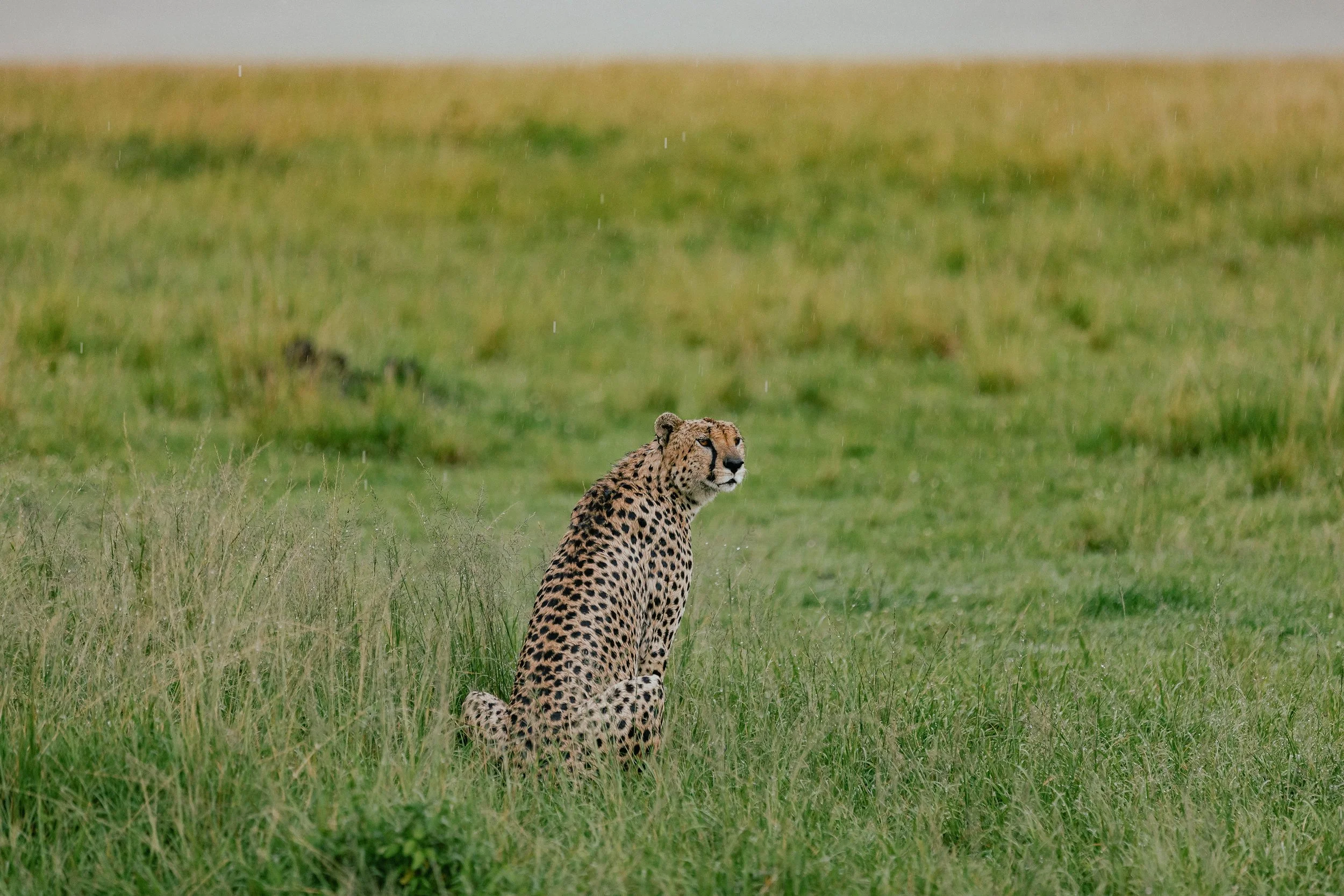 _11A1020.jpg