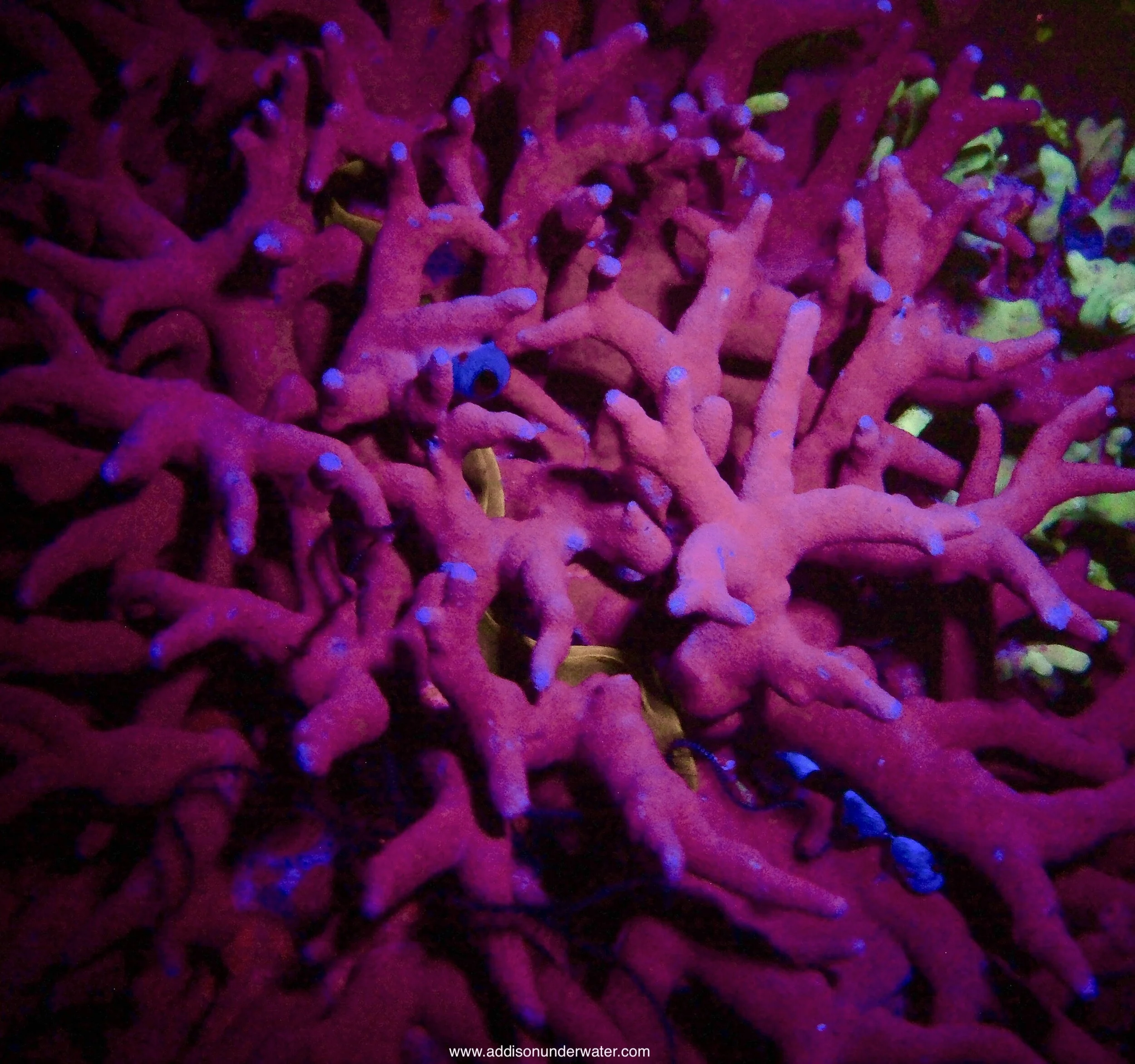 F8-MICR1293.jpg