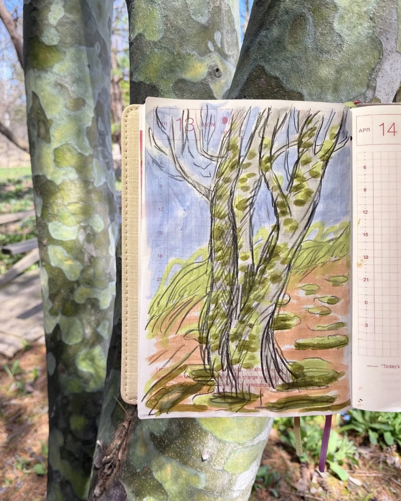 noticed a lovely pattern on this tree at work today, a quick sketch 🌱feels so great to see green popping up 

#hobonichitecho #dailysketches #sketchbook #pleinair #natureart