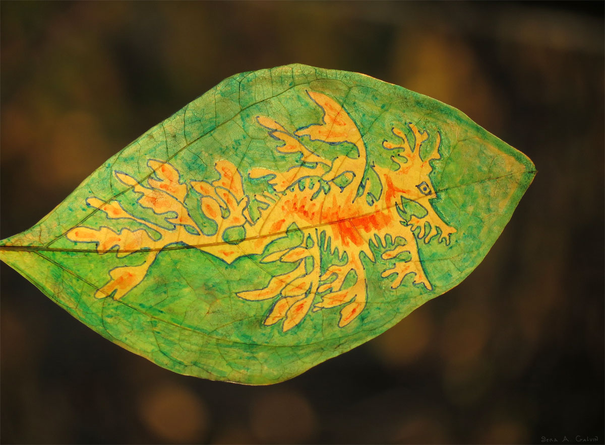 1004 leafyseadragonplain1-small.jpg