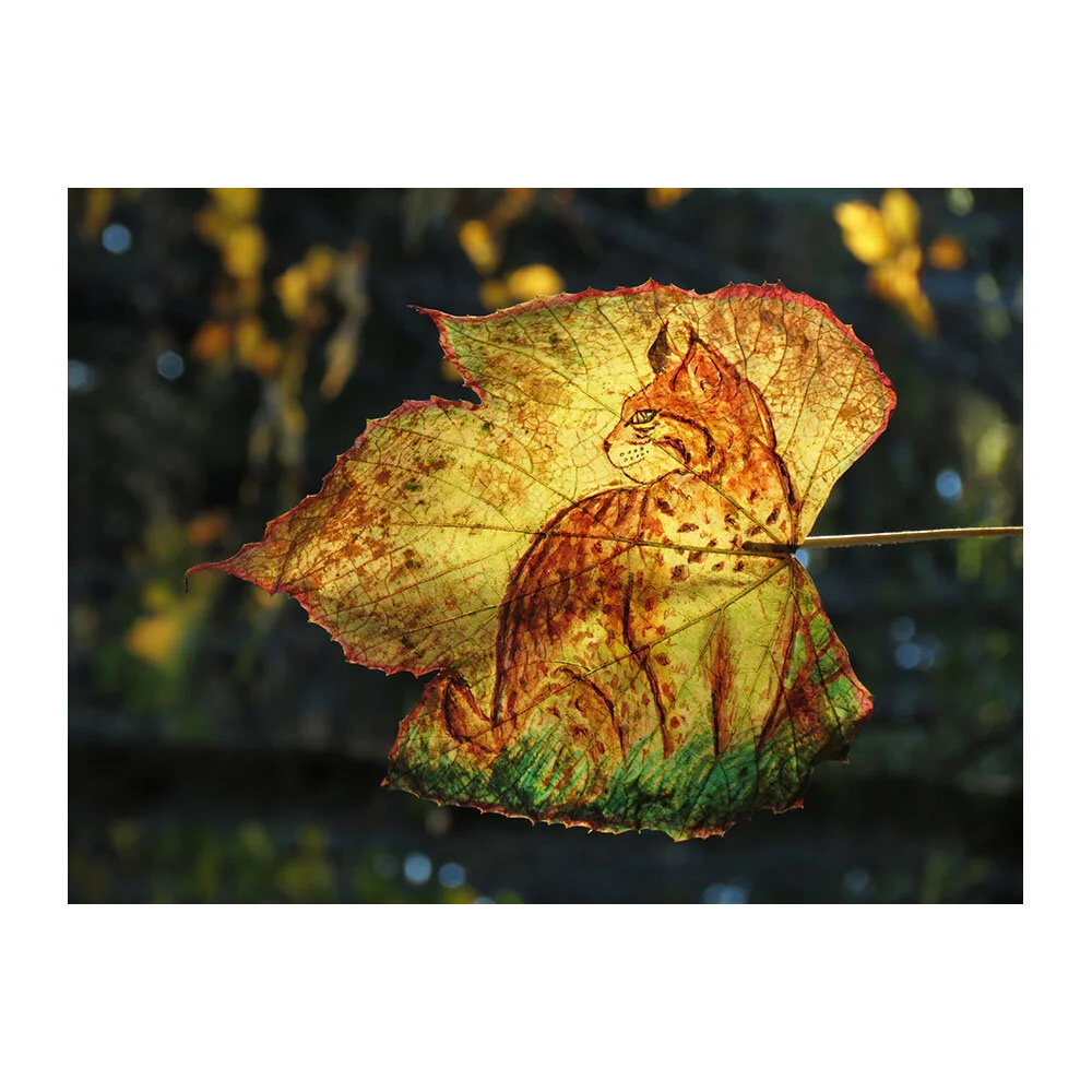 brindled-bobcat-thumbnail.jpg
