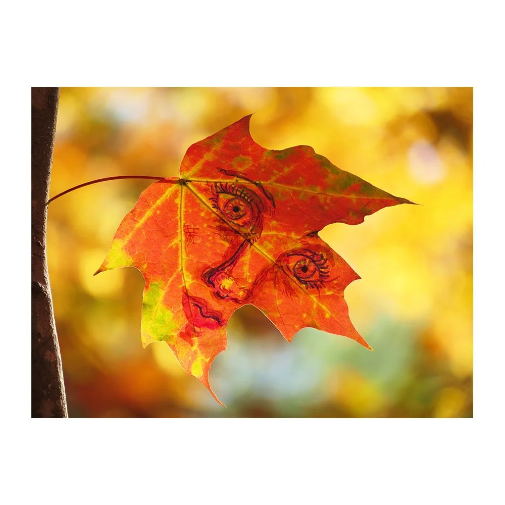 looking-leaf_leaffacewatchingredagainnosig.jpg