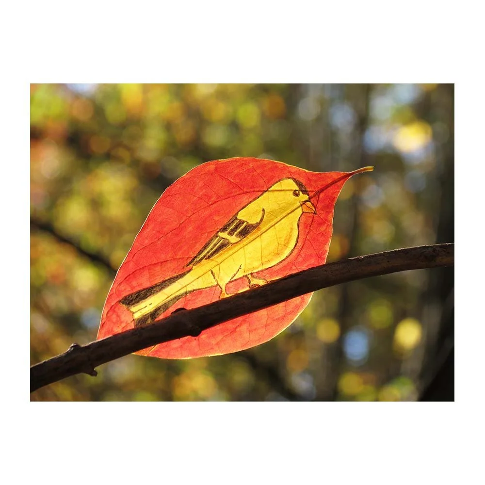 gleeful-goldfinch_thumbnail_goldfinchleaf1red1.jpg