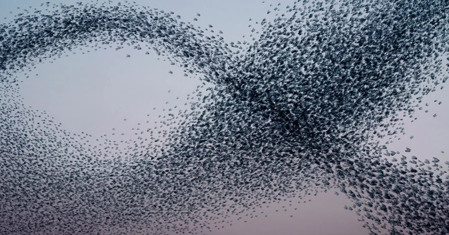 OPT_murmurations-2019-min.jpg