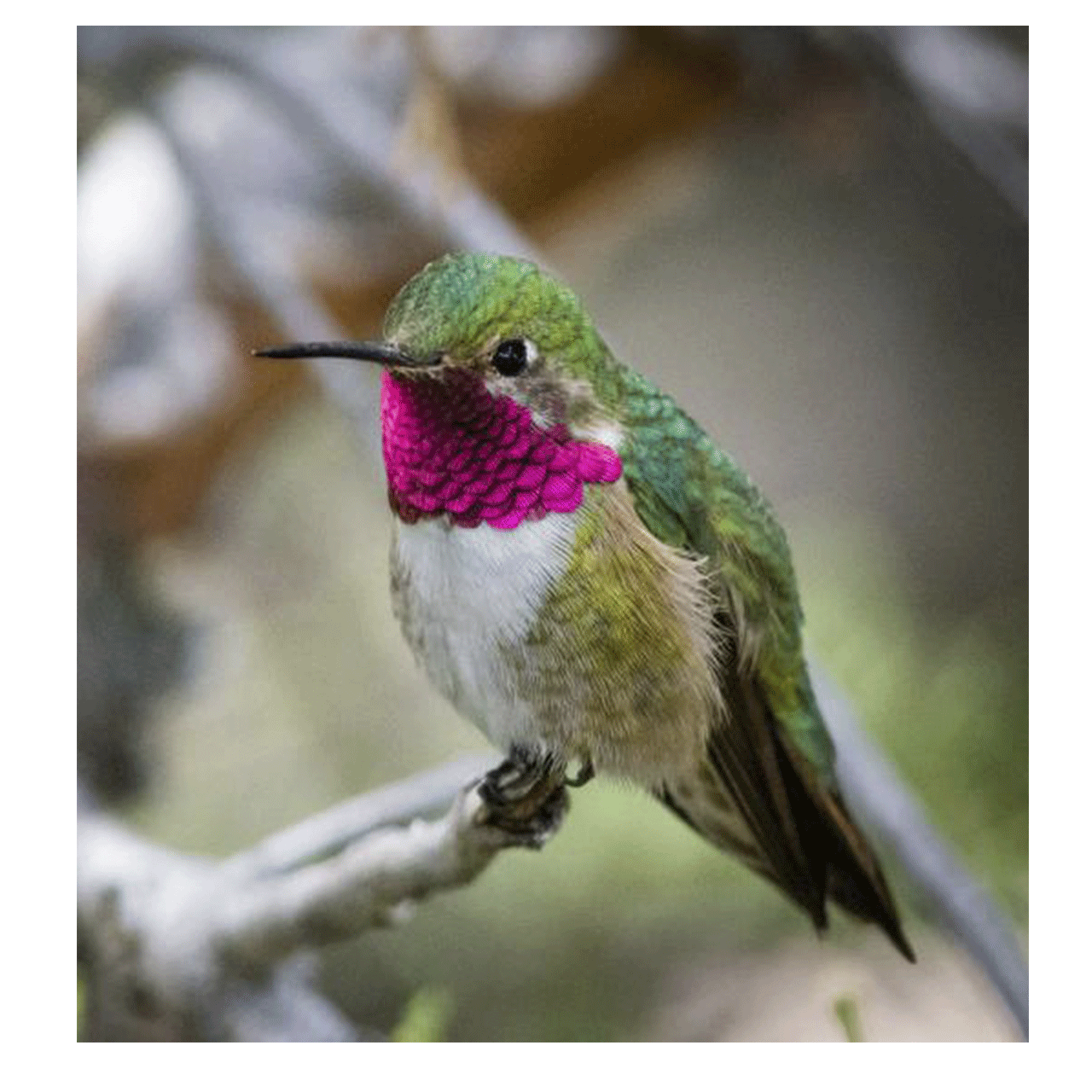 kim-kori-sculpture-annas-hummingbird-a-perfect-perch.png
