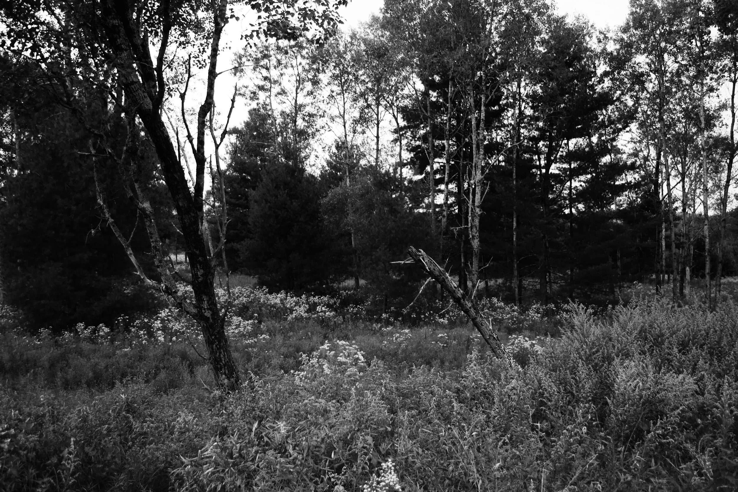 DSC_0050.jpg