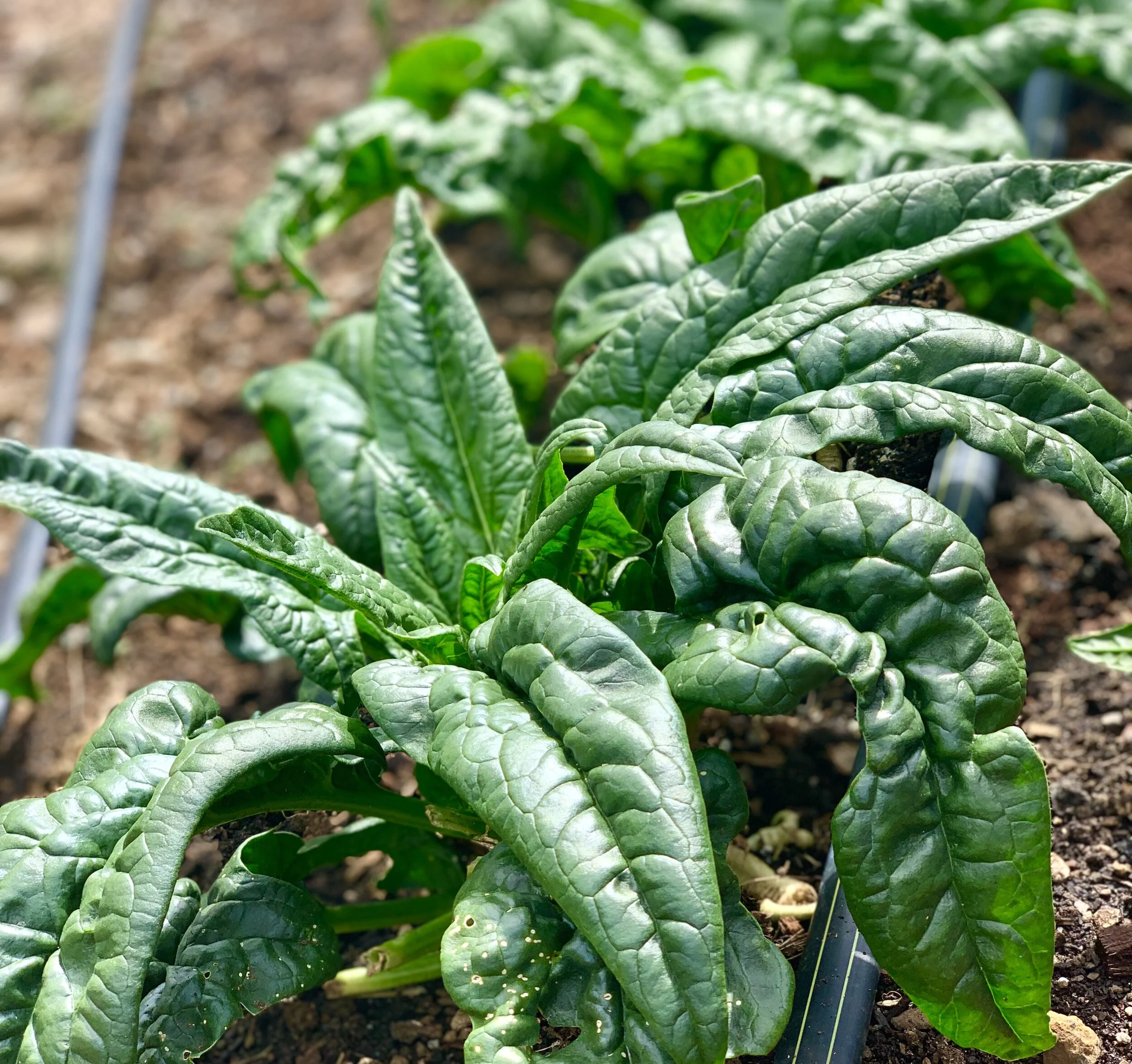 Grown on Maui: Local Farms and Ranches