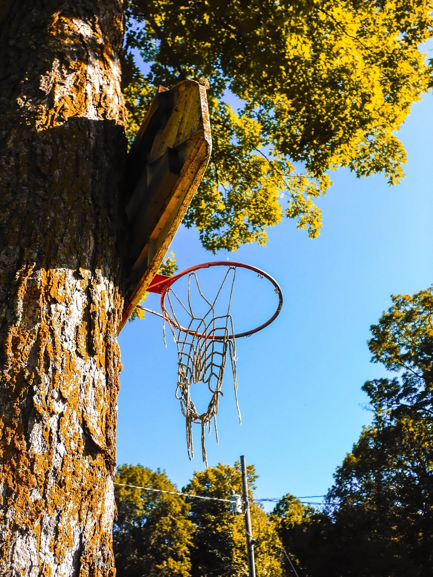 Basketball is everywhere 🍂🪾

📍 Chippewa National Forest, Northern Minnesota