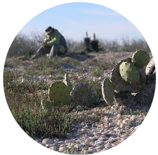reed.spoil.island.cactus.png