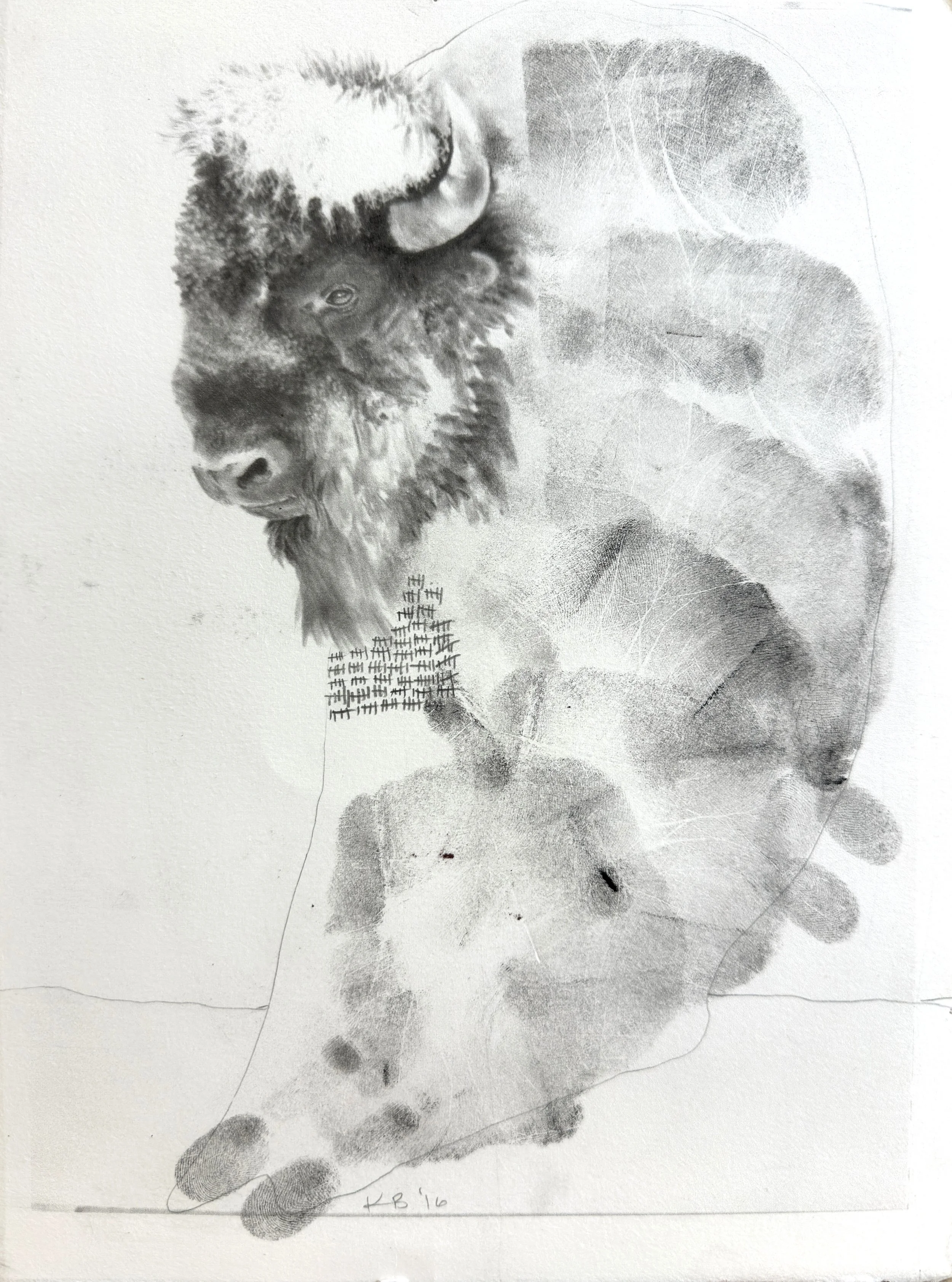 Study: Bison