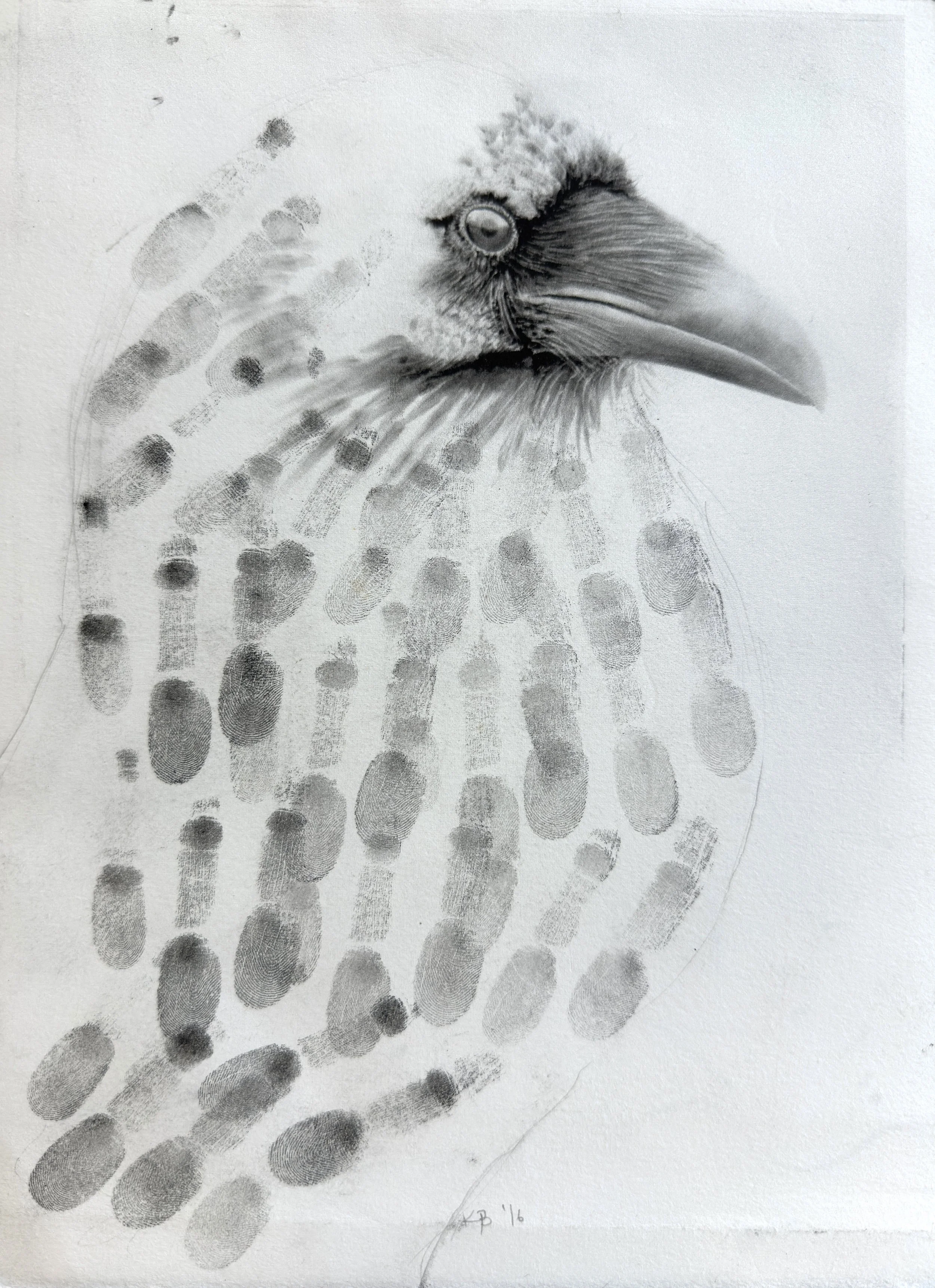 Study: Raven