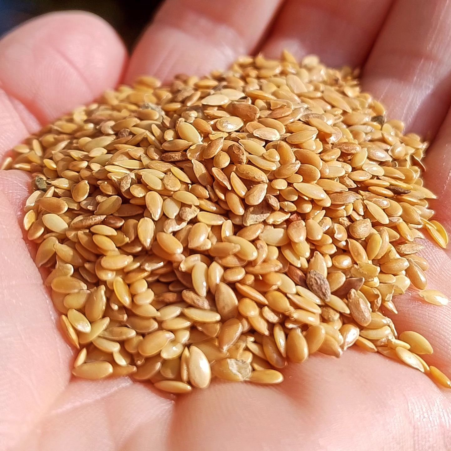 I've been extolling the virtues of linseed with a few of our customers recently - they offer loads of health benefits.

Also known as flax, linseed come from the flax plant, which is also used to produce linen!

Linseed are rich in fatty acids, anti-