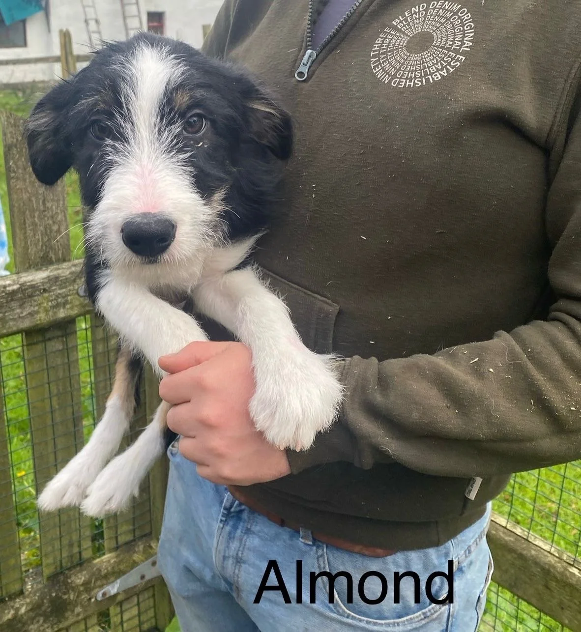 Almond.JPG