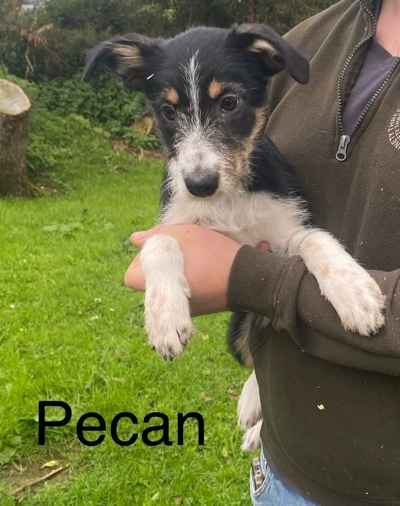 Pecan.JPG