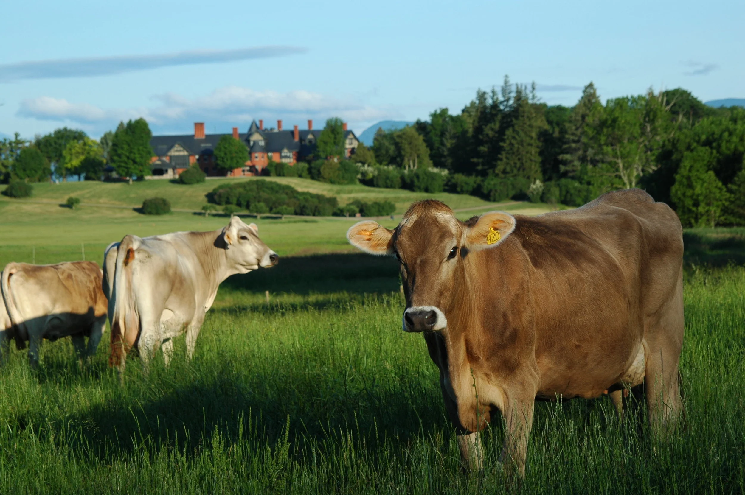 brown_swiss_cows_photo_credit_marshall_webb.jpg
