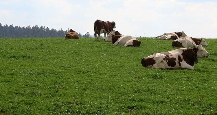 CHEESE JOURNEYS: PASSPORT TO COMTÉ, FRANCE