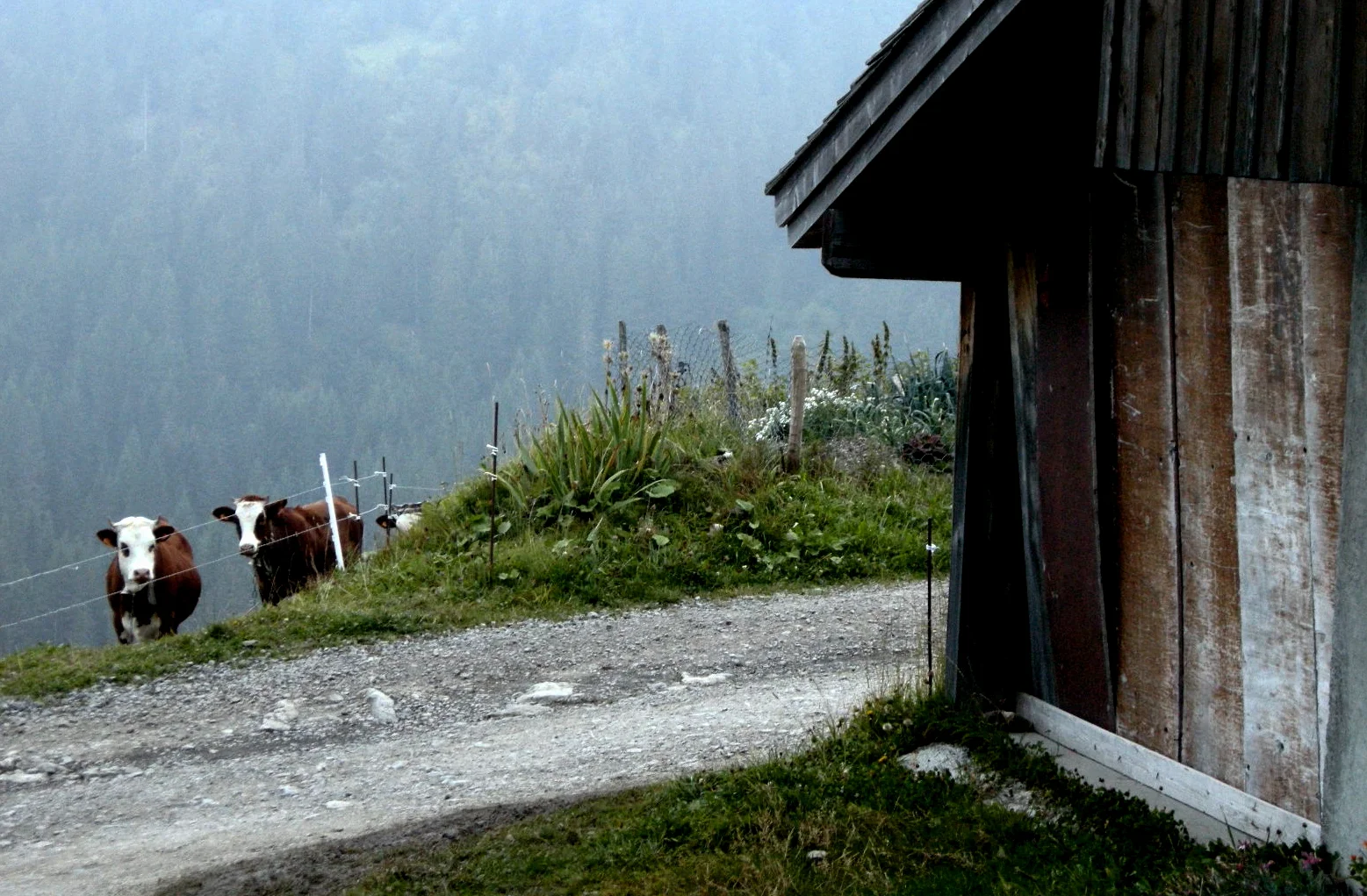 Savoie Chris George credit.jpg