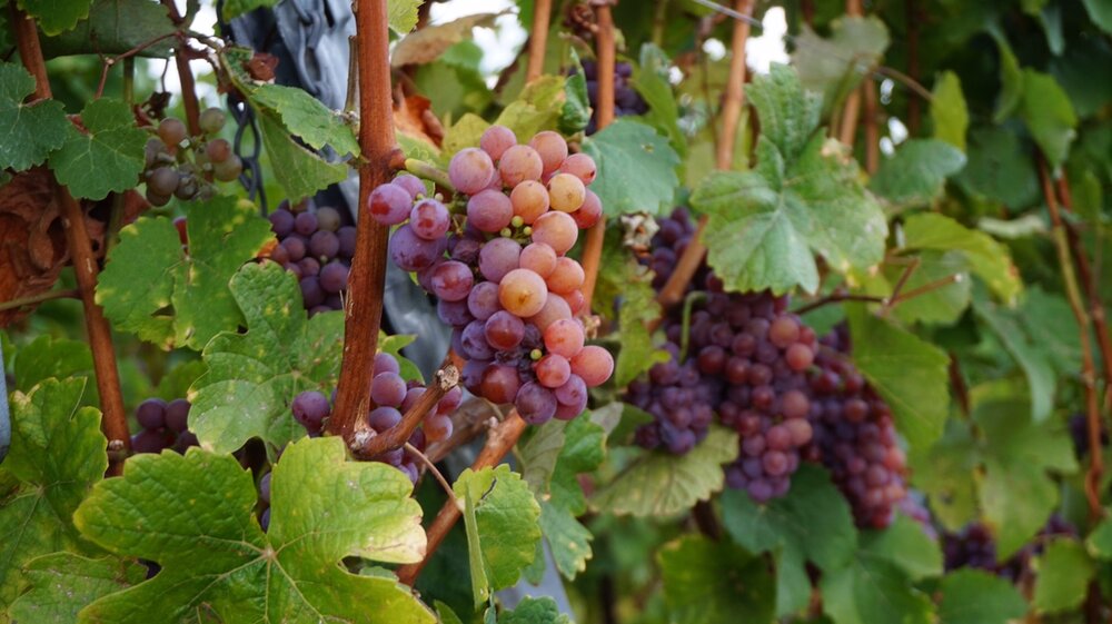 Day 5_Grapes- on a vine.jpg