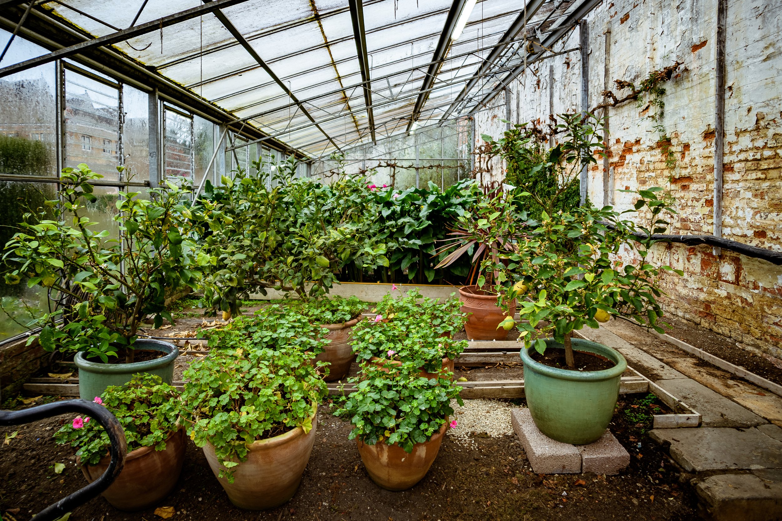 Greenhouse at North Cadbury Court (2).jpg