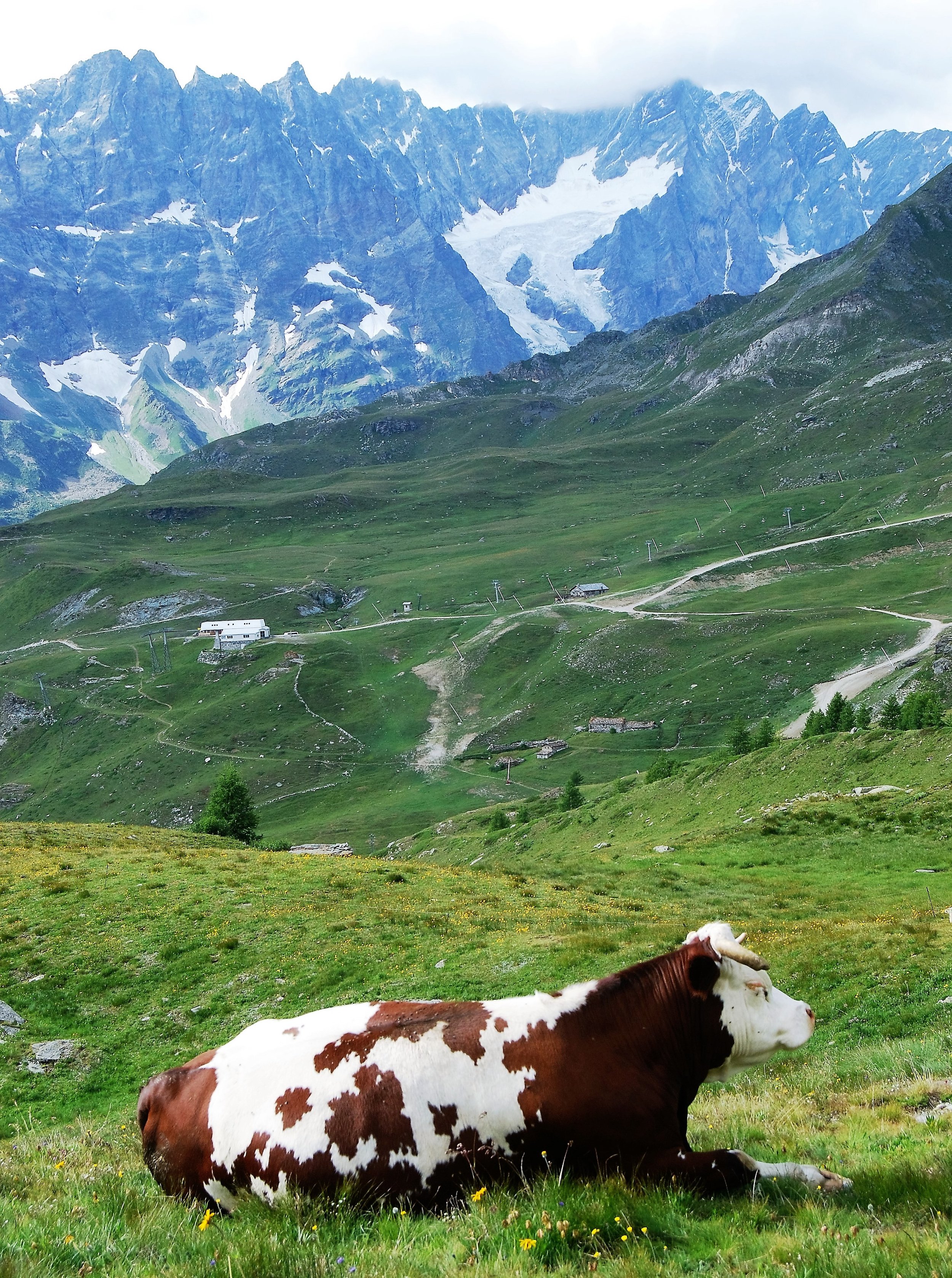 Day 9 Alpage Cows grazing in Alps.jpg