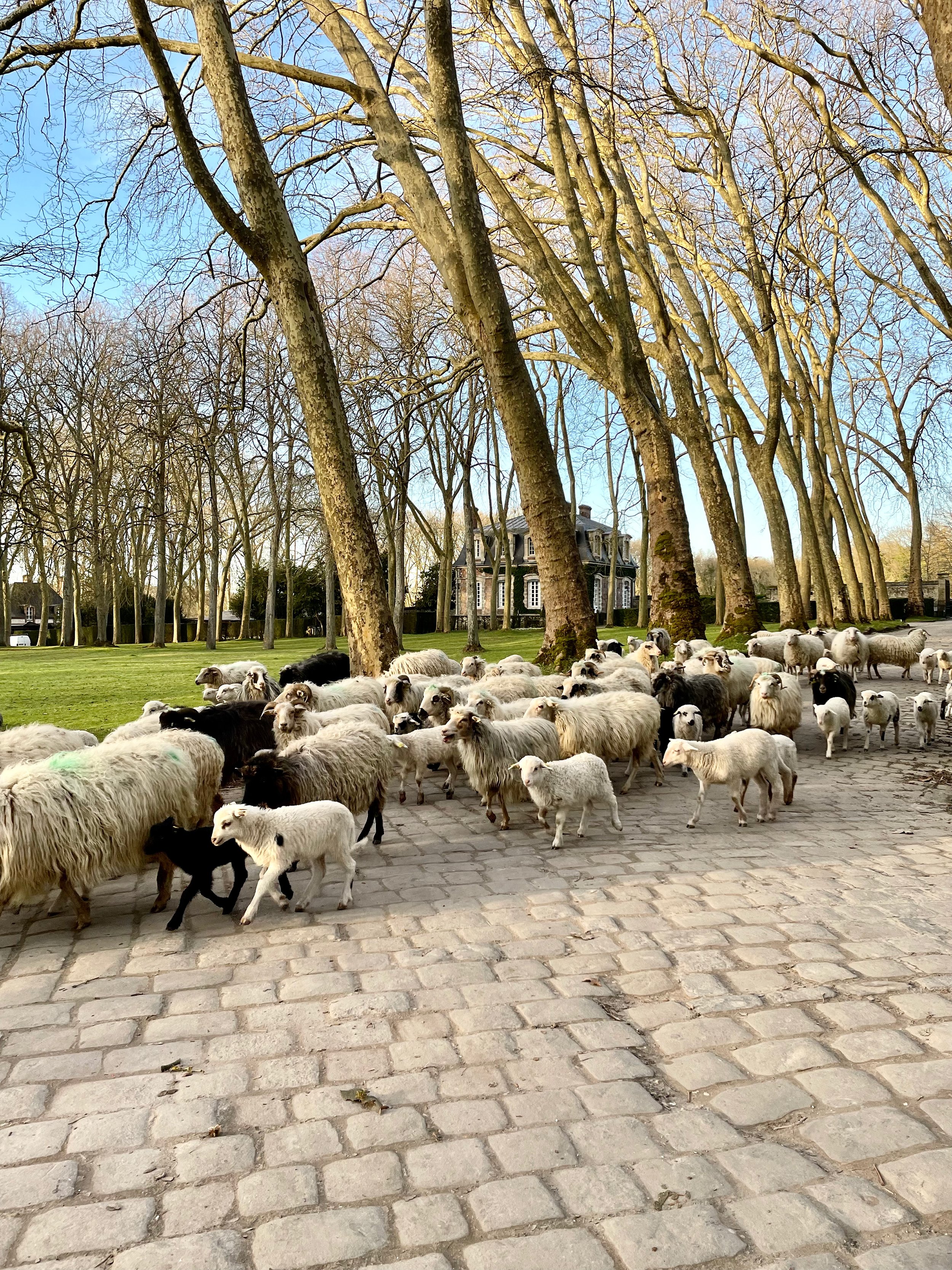 Day-3-courances-sheep-herd.jpg
