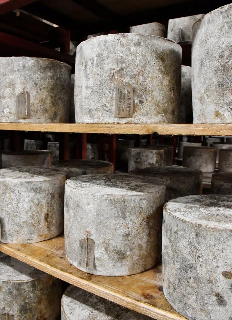 Montgomery Cheddar – The Story About A Cheddar Family