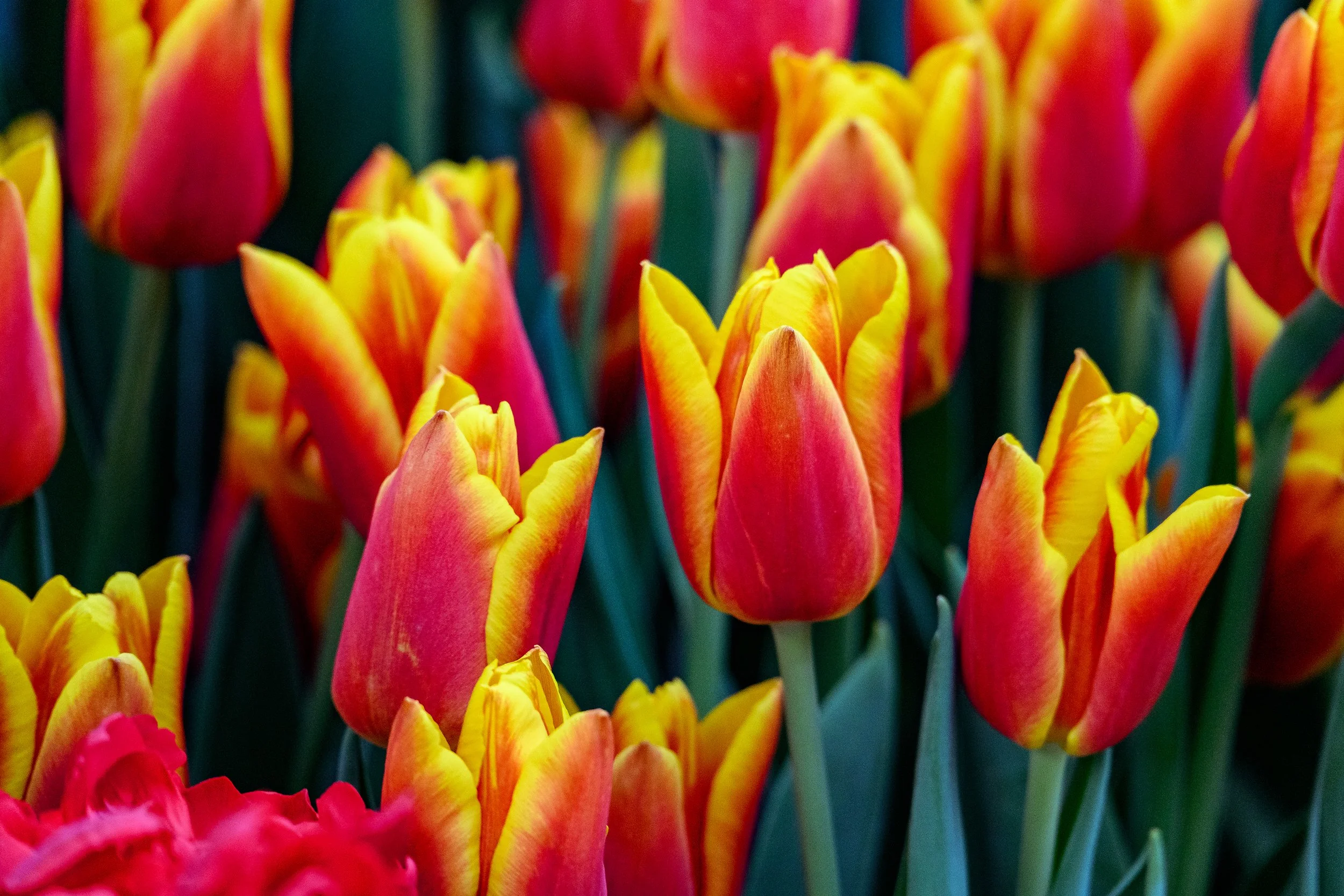 DSC_7098-HDR.jpg
