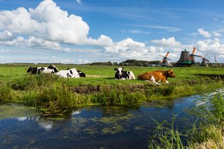 Netherlands Cows in Beemster Polder.JPEG
