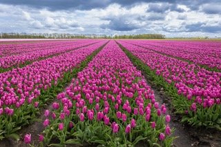 Netherlands Pink Tulip Field.JPEG