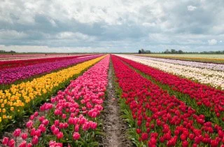 Netherlands Tullip Fields.JPEG