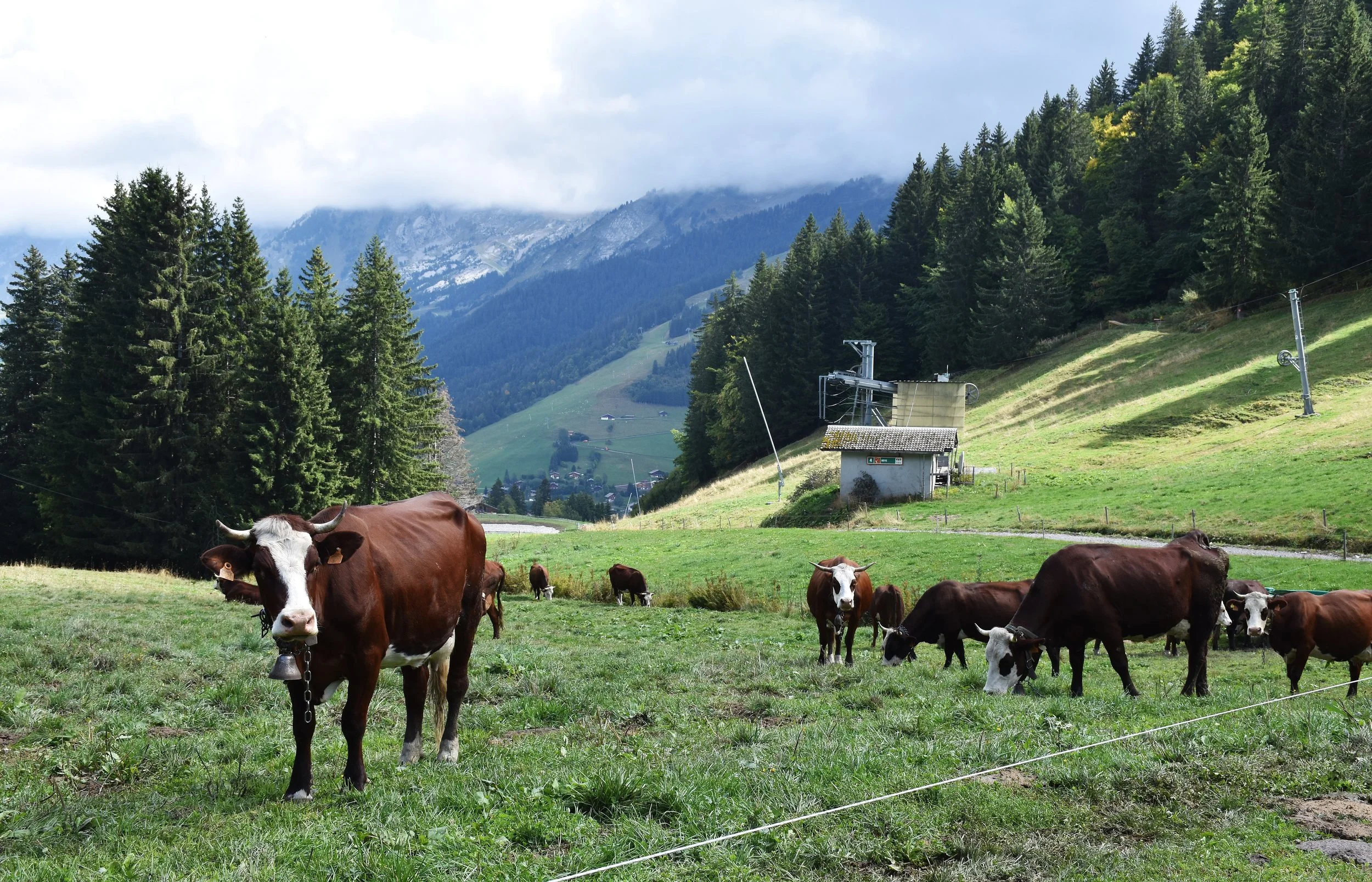 Cheese Journeys the Alps (49).jpg