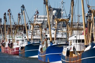 Netherlands Fleet of Fishing Boats .JPEG