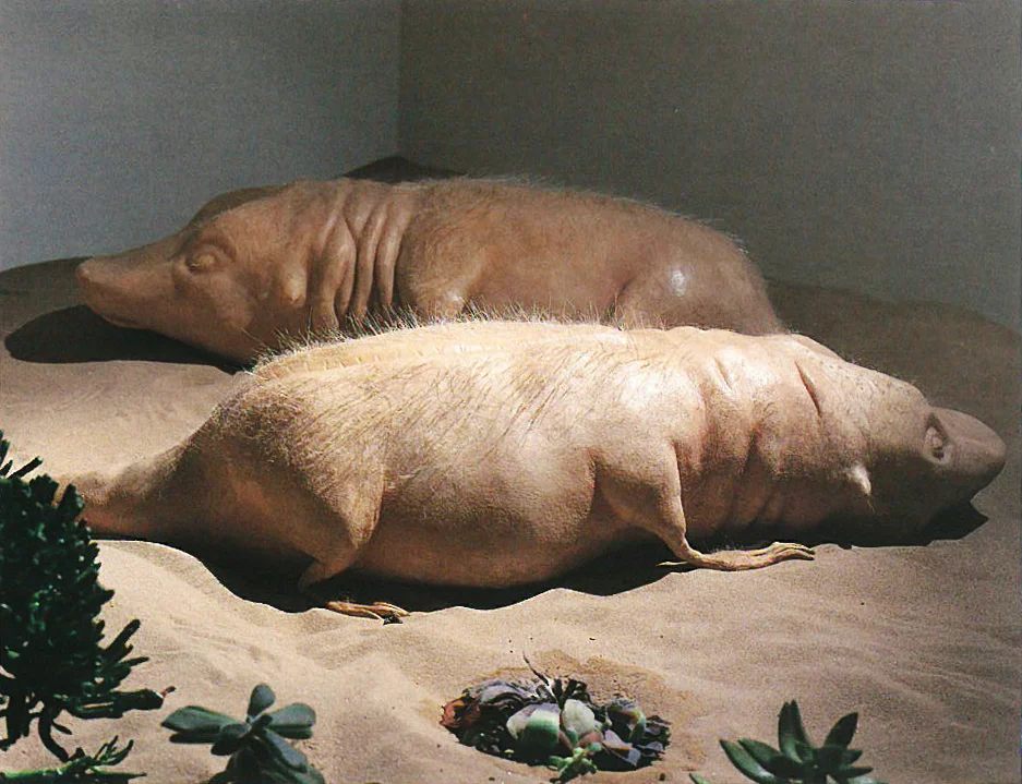 Siren Mole _pair.jpg