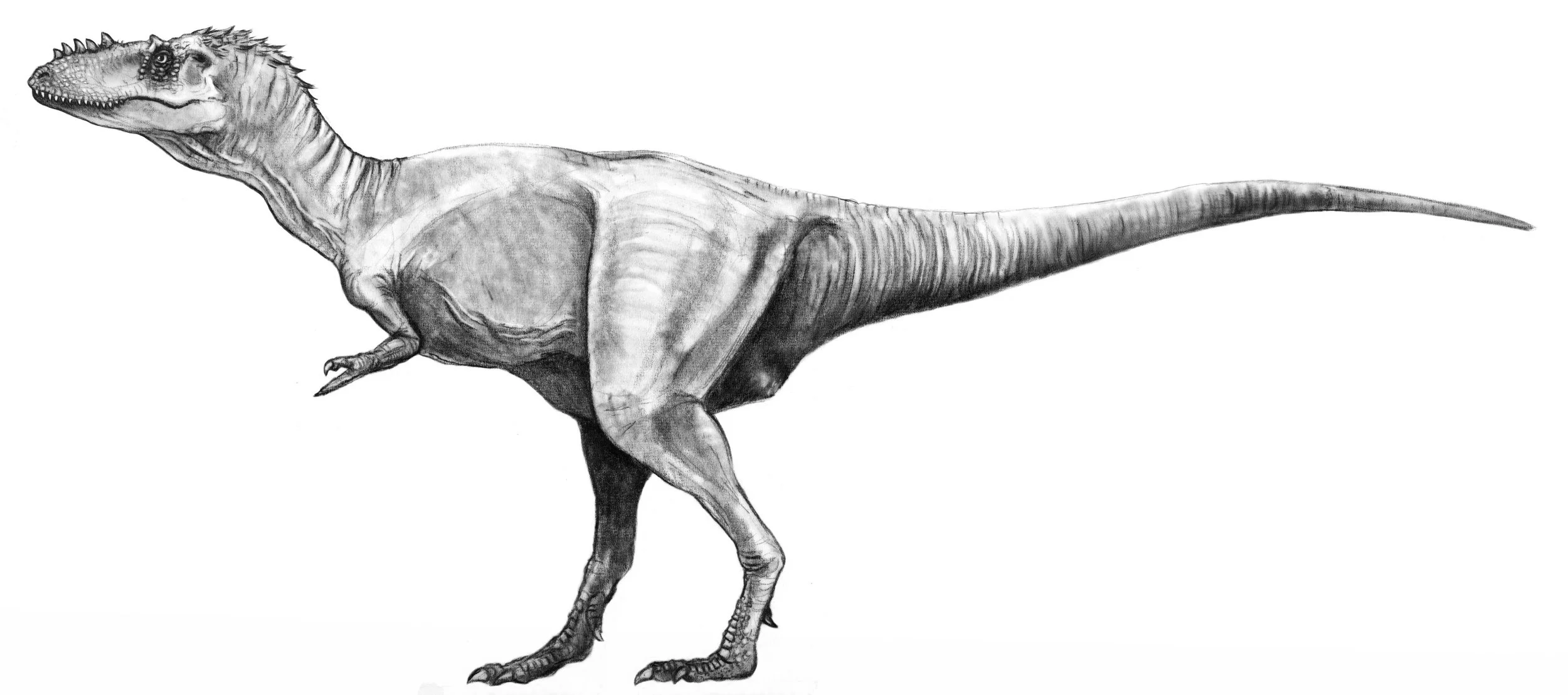 Alioramus sketch tweaked.jpg